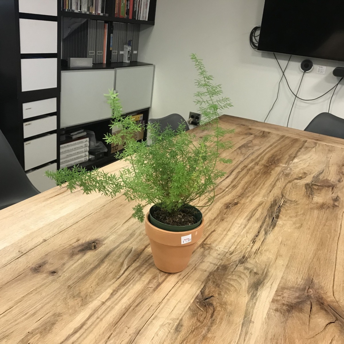 A potted asparagus fern on a wood studio table in front of shelves of black boxes