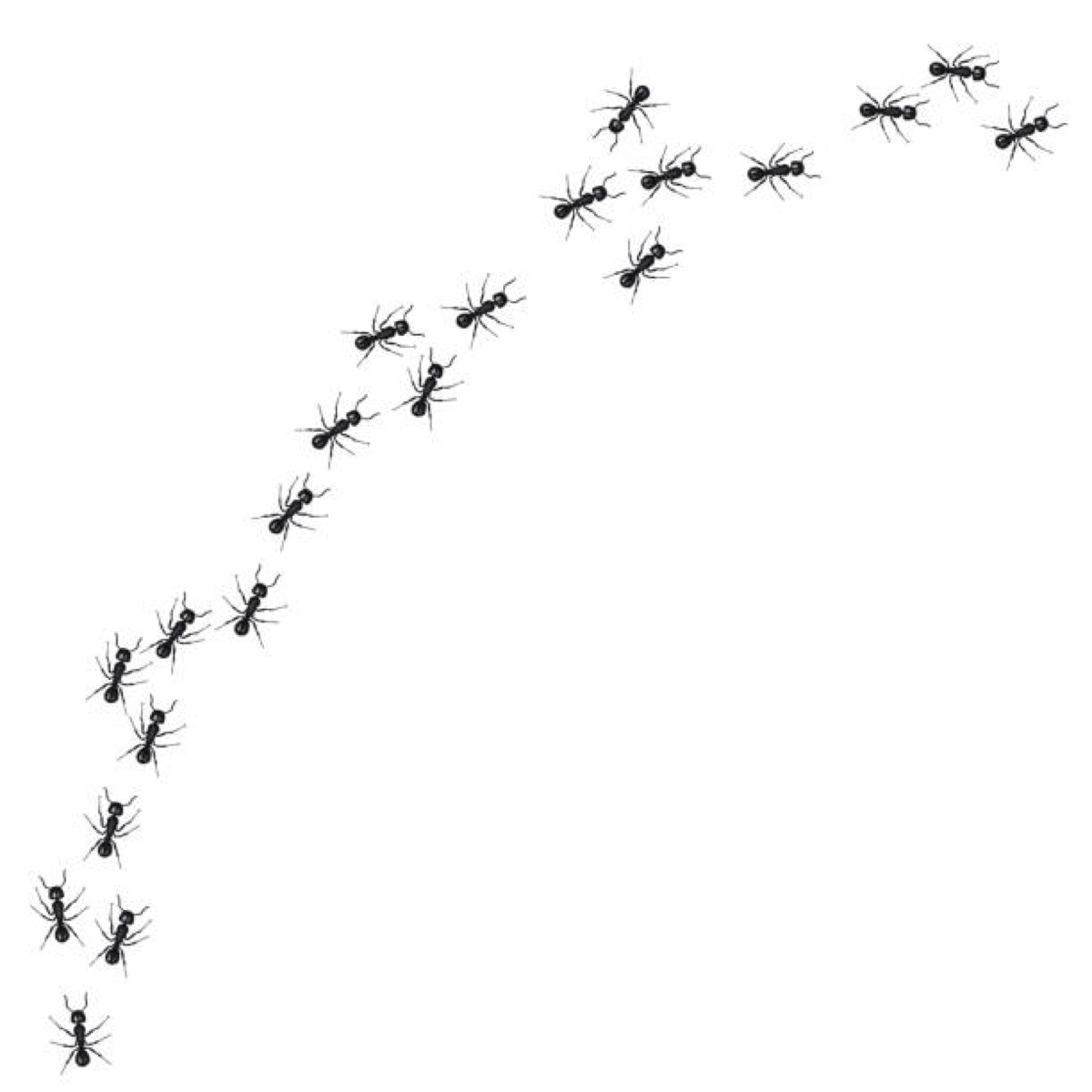 A line of ants on white