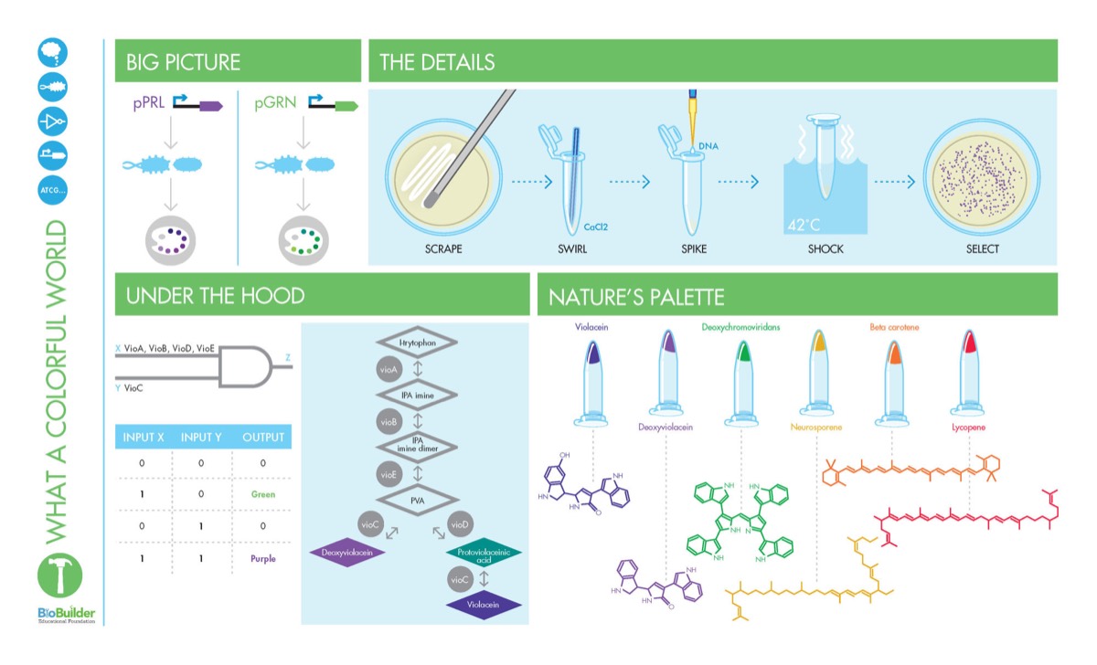 A green lab poster, What a Colorful World, with pipetting steps