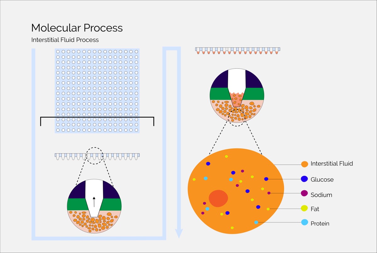 A diagram of the patch in section with cell and fluid callouts