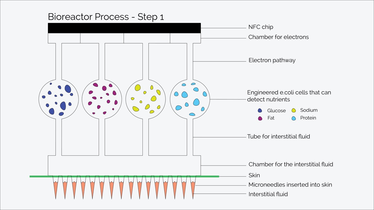A diagram of engineered E. coli in a chamber above microneedles