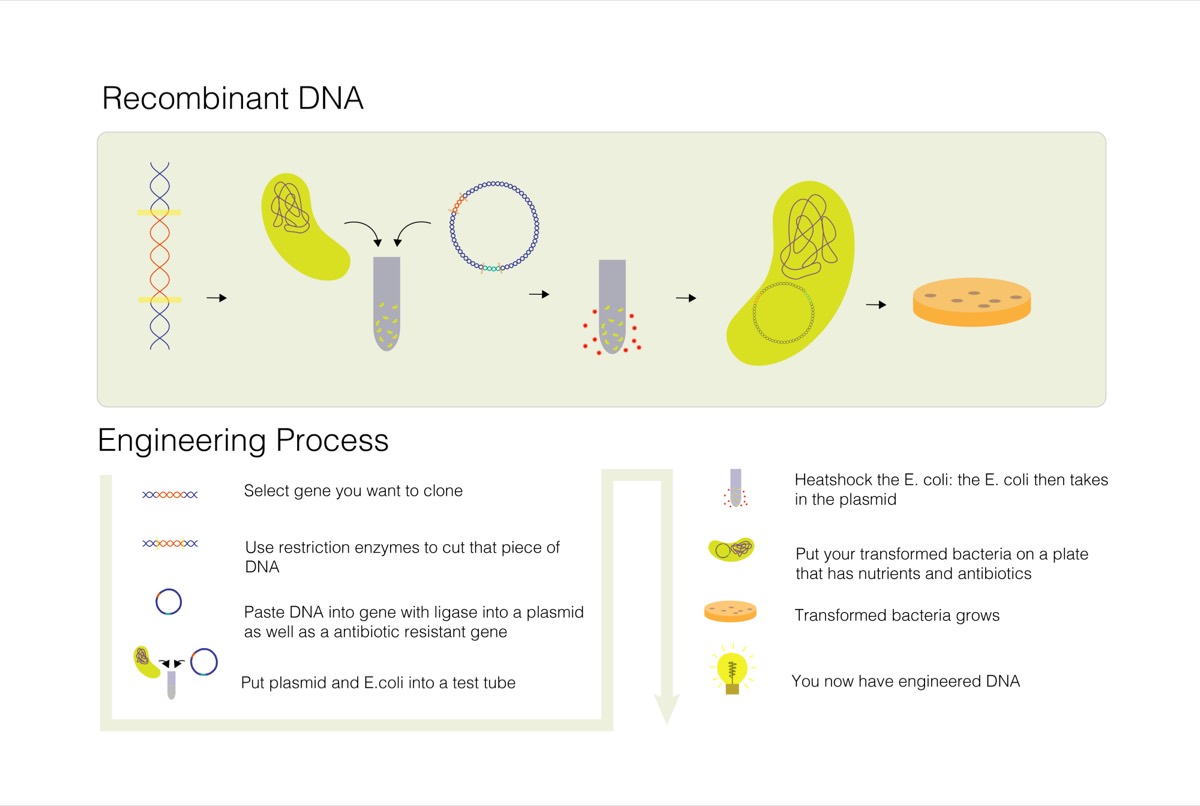 A diagram of plasmid, cell, and engineering process