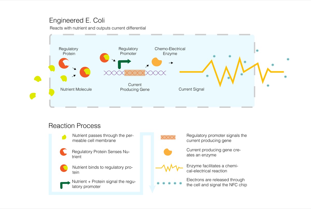 A diagram of the cell's regulatory and reaction process