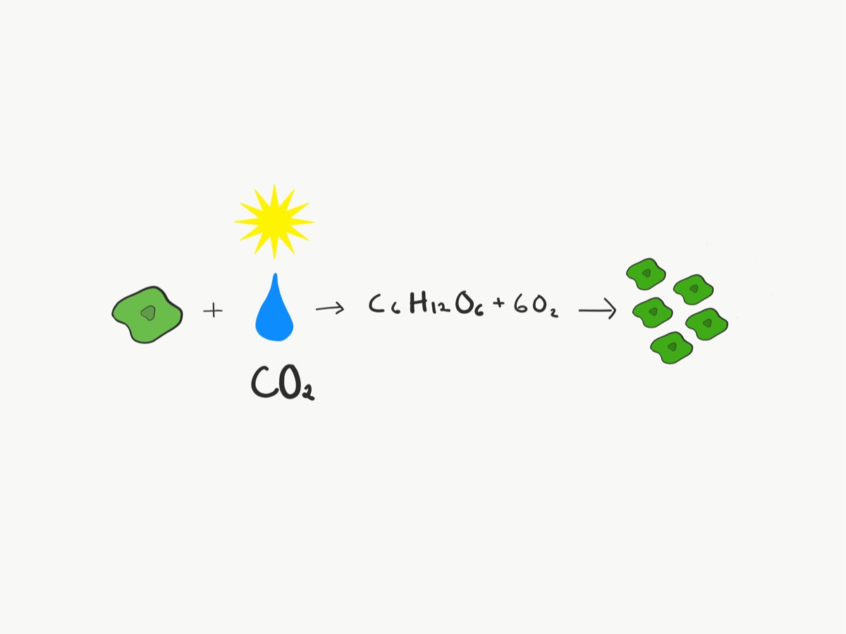 A drawn equation: algae, sun, CO₂ to sugar and oxygen