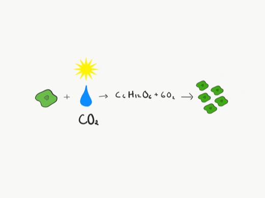Photosynthesis
